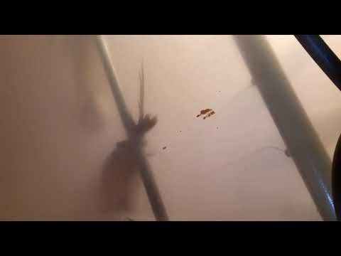 Работа электростатики в коптильной камере